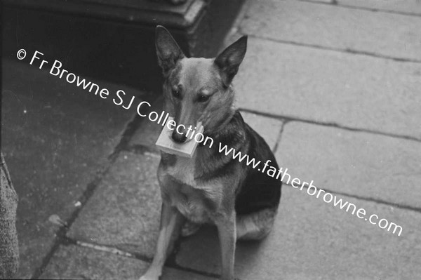 ALSATIAN DOG WITH CIGARETTES